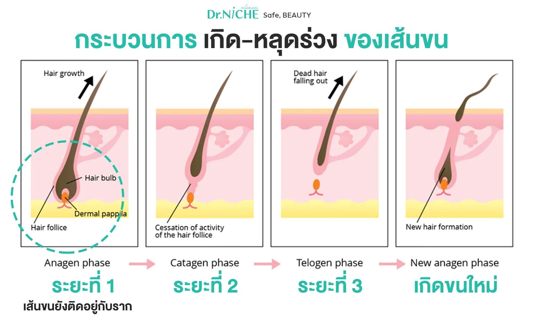 Hair-Cycle-phase กระบวนการเกิด และหลุดร่วงของเส้นขน